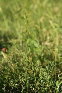 多年生百合，过敏原植物