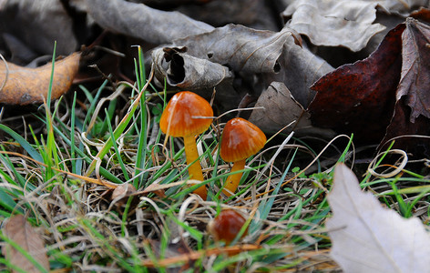 田纳西州树下森林地面上鲜艳的小蘑菇
