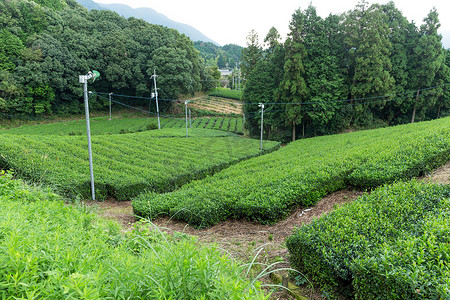 美丽的茶田图案