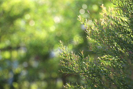 焦点效应摄影照片_具有选择性焦点的天然松树叶背景。