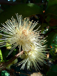 果水摄影照片_yzygium aqueum（水玫瑰苹果、水苹果、铃果）花与自然背景。