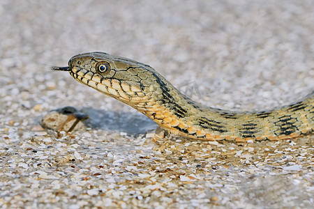 蠕动摄影照片_海湾上的水蛇