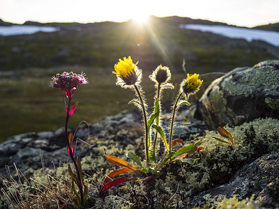Hieracium alpina 和 Silene suecica 和日落