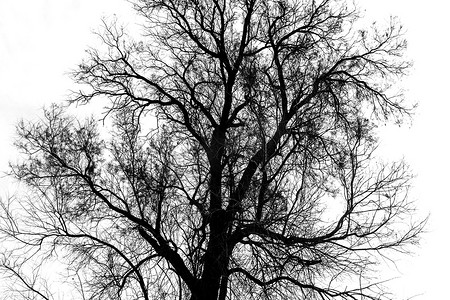 光秃秃的树的剪影-黑色和白色