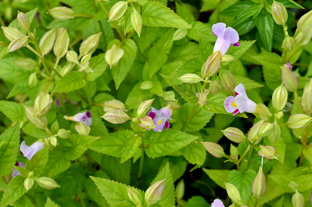 叉骨 (Torenia fournieri) 花