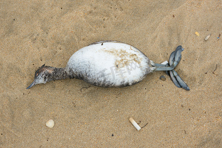 周围的环境摄影照片_沙滩上的死鸟，俯视