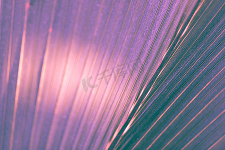 聚焦图解摄影照片_在紫外口气的棕榈叶，选择聚焦，背景，