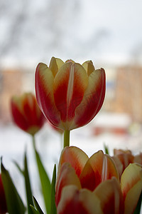 春天中摄影照片_花瓶中美丽的橙色郁金香，特写