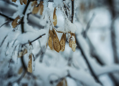 下雪植物摄影照片_用雪盖的干燥植物