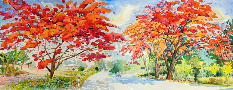 孔雀花树路边的水彩风景画。