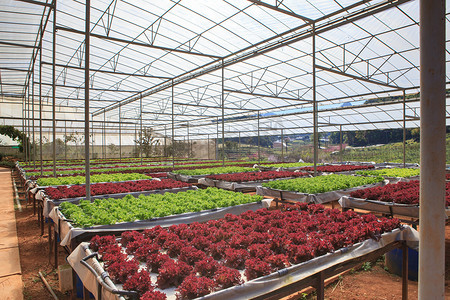 有机水培蔬菜栽培温室大棚植物