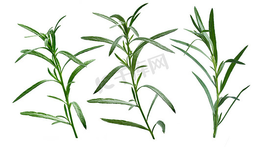 库恩摄影照片_新鲜龙蒿 (Artemisia Dracunculus)