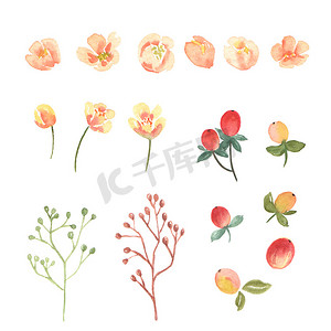 花卉和树叶水彩元素设置手绘郁郁葱葱的花朵。