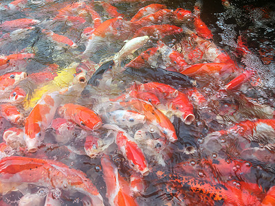 烫金色锦鲤摄影照片_在水族馆里游泳的锦鲤，花式鲤鱼