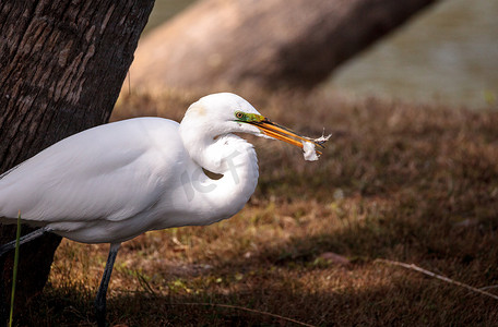 湖区公园沼泽中的大白鹭 Ardea alba