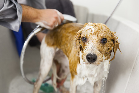 狗洗澡摄影照片_给一只可爱的狗洗澡