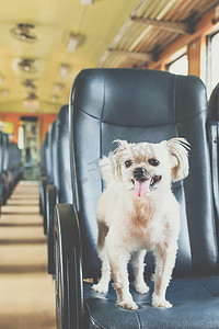 狗等待摄影照片_火车里的狗很可爱，等待旅行