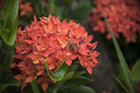 红穗花上的蜜蜂。