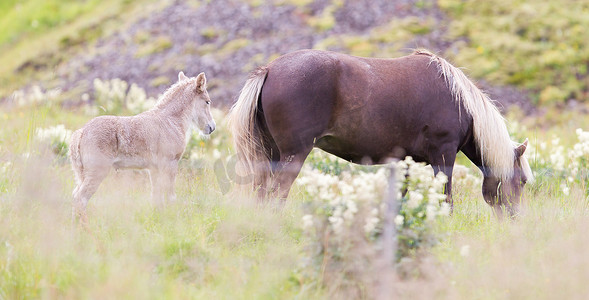 在冰岛领域的马