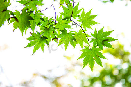 新鲜的绿色枫叶与柔和的焦点.