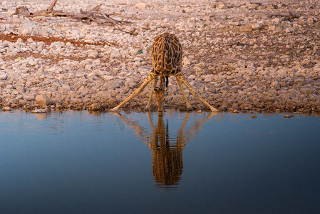 长颈鹿在日出时在纳米比亚埃托沙国家公园喝水
