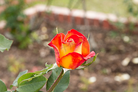 色彩缤纷的美丽玫瑰（花瓣、叶子、花蕾和开放的花朵）