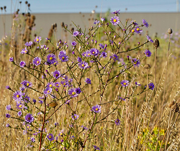 秋天草原上的紫色花朵