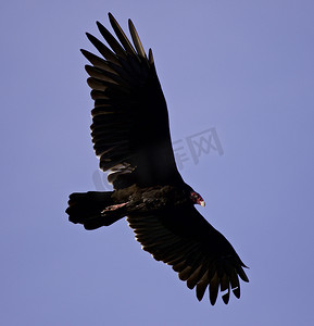 天空中有一只秃鹰的孤立照片