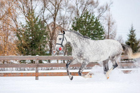 冬天在雪地里跑过苹果的马的肖像