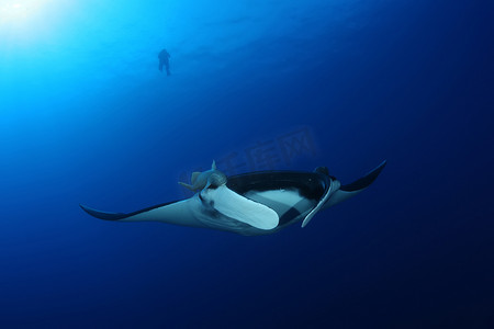 加拉帕戈斯群岛摄影照片_蝠鲼潜水水下加拉帕戈斯群岛太平洋