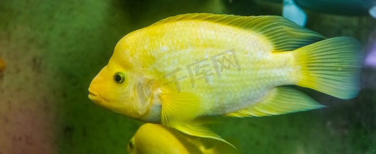 黄色的金币摄影照片_米达斯慈鲷特写，黄色和白色热带鱼，来自哥斯达黎加的异国情调鱼种