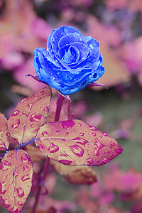 雨落树枝上摄影照片_玫瑰在雨中在花园的树枝上