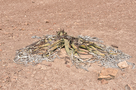 千岁兰在 Springbokwasser 附近的纳米布沙漠中