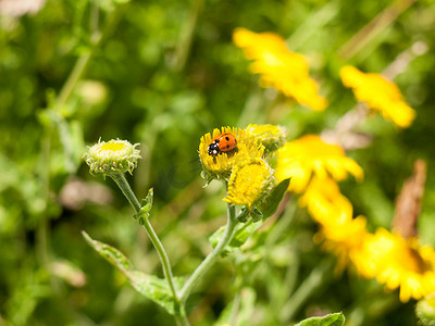 7 点瓢虫 (Coccinella 7-punctata) 在黄色花局外人