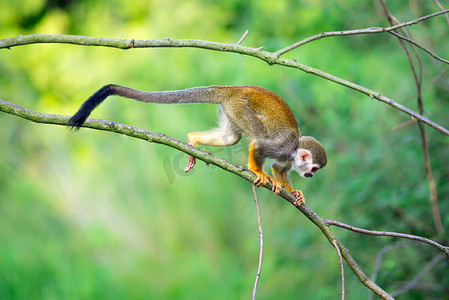 圭亚那摄影照片_走在树枝的普通松鼠猴