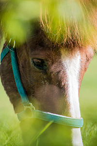 绿色前景的马肖像棕色和白色毛皮眼睛
