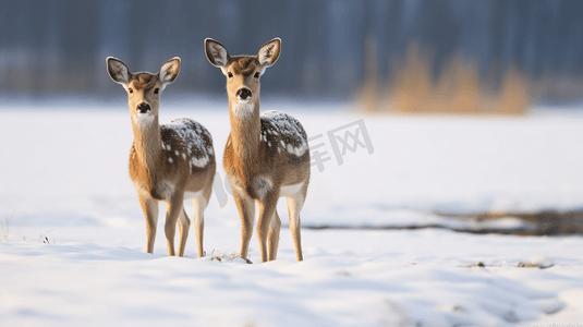 白鹿和棕鹿在积雪覆盖的地面上