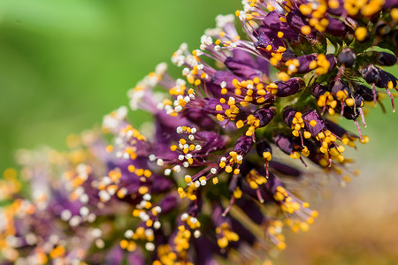 魔芋花摄影照片_Amorpha Fruticosa 花的宏观