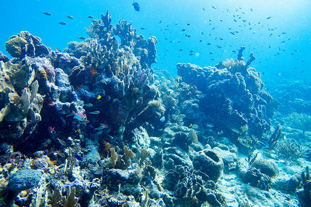 满是鱼的珊瑚礁水下景观