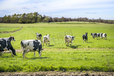绿野农业摄影照片_奶牛第一次跑进绿野