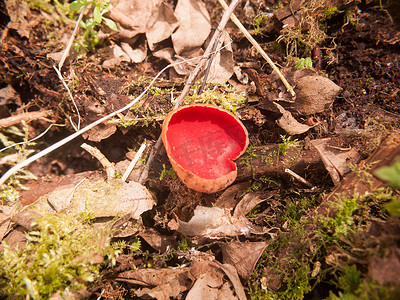 苔藓真菌上猩红精灵杯形蘑菇的特写