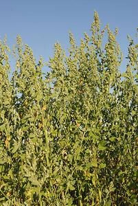 Chenopodium album，过敏原植物