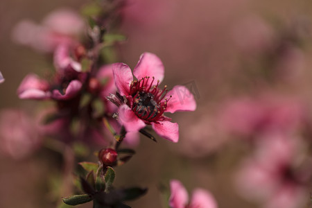 Leptospermum 茶树上的粉红色小花