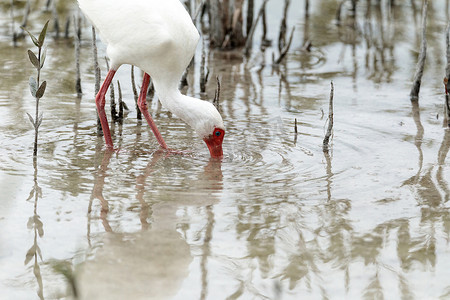 逢考必中摄影照片_池塘中的美国白宜必思 Eudocimus albus 鸟