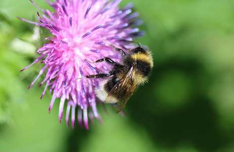 荒地蜂或小荒地大黄蜂，Bombus jonellus