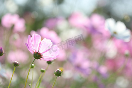 柔和的粉红色散景背景的精致粉红色宇宙花后景花园