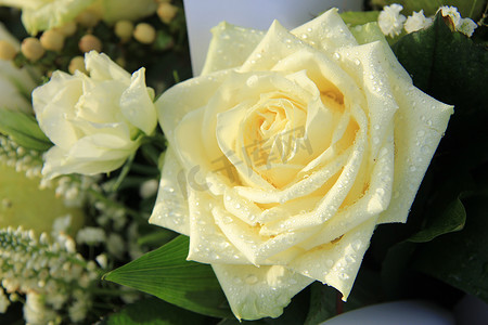 花瓣露珠摄影照片_带露珠的白玫瑰