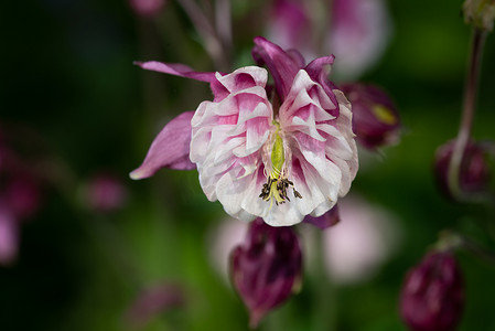 春天菜花摄影照片_自然背景中的紫色耧斗菜花，特写