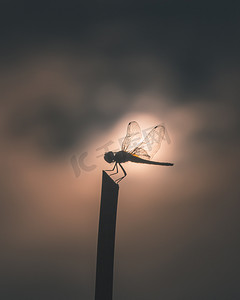 电影云摄影照片_剪影蜻蜓在电影风格的棍子上
