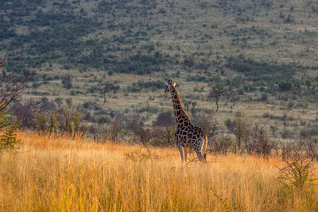 漂亮长颈鹿摄影照片_长颈鹿站在长长的草丛中
